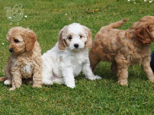 PoulaTo: Cocker Spaniel προς πώληση